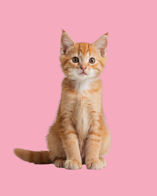 Für Katzen