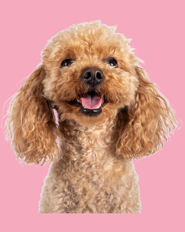 Für Hunde